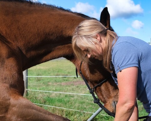 Horse receiving equine physiotherapy stretching treatment