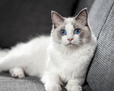 Animal Physiotherapist treating dog to massage