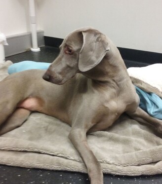 Gray dog sitting on blanket at Animal Physiotherapist office