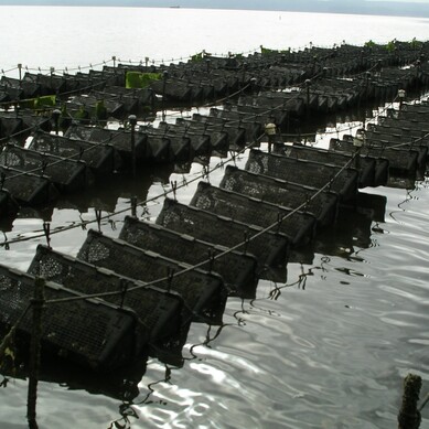 The Aquapurse System