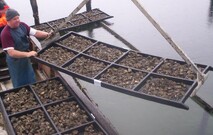 XL8 DV & Accessories