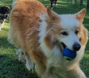 DOGGY DAYCARE