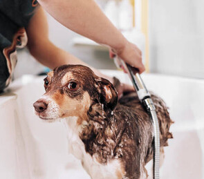 GROOMING