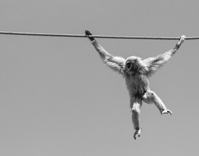 3 Ways To Tame Your Monkey Mind