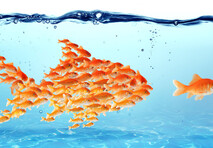 Goldfish school forming one large goldfish